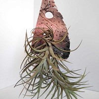 Support en céramique et plantes épiphytes Tillandsias