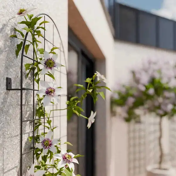 plante grimpante mur maison treillis 50cm