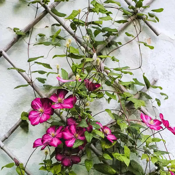 plante grimpante treille