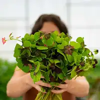 Formation en ligne - Comprendre les plantes