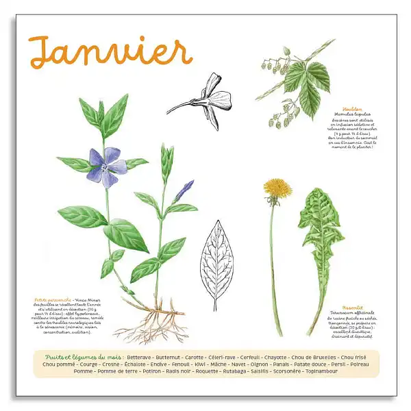 plantes medicinales janvier 2025  plantes medicinales janvier 2025