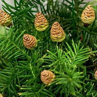 Pomme de pin en céramique sur tige à planter
