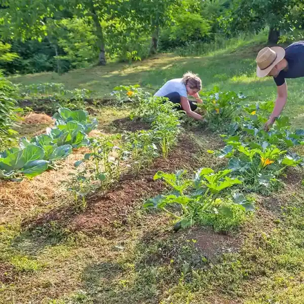 potager amendement paillage