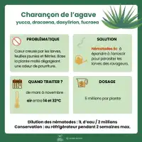 Nématodes Sc contre le charançon de l'agave - 25 millions (3 plantes)
