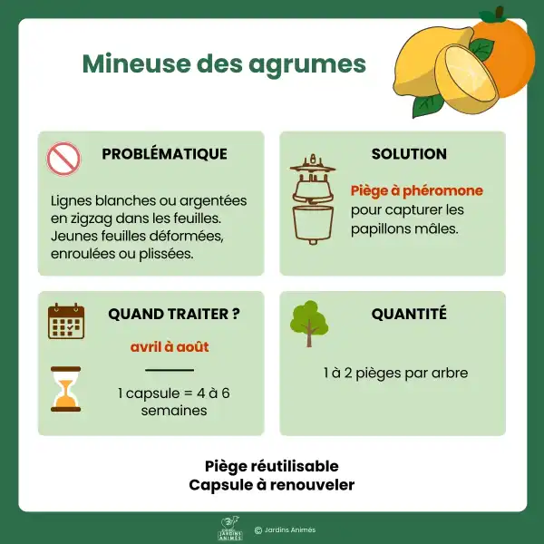 presentation pheromones mineuse citronnier