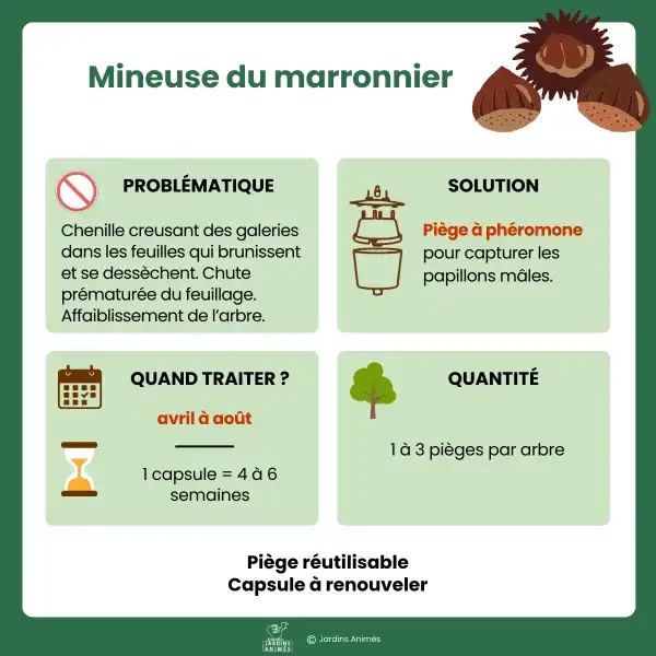 presentation pheromones mineuse marronnier