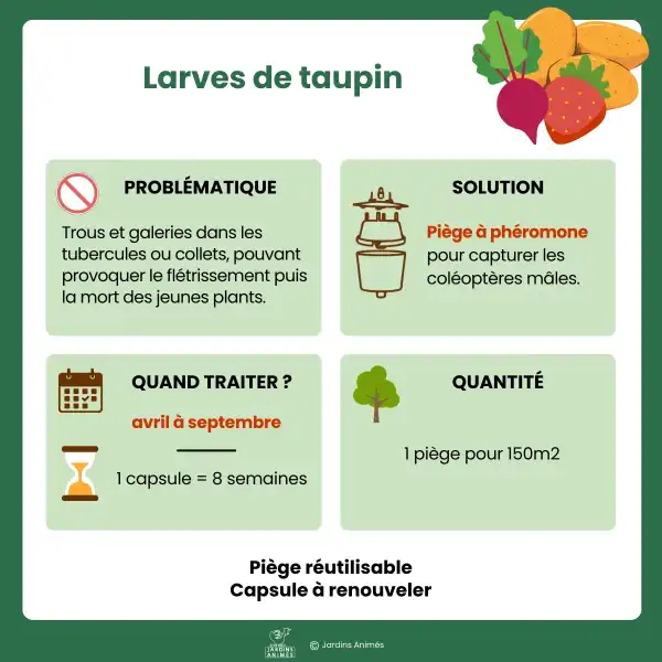 presentation pheromones taupins