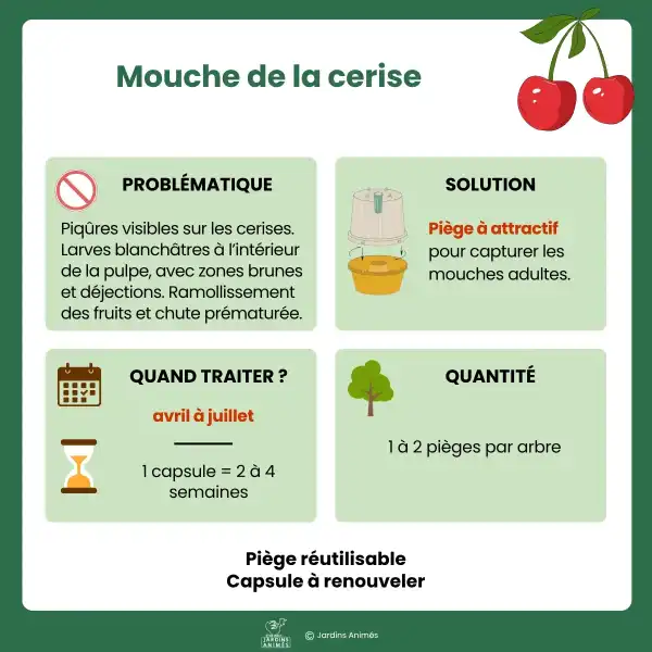 presentation piege mouche cerise