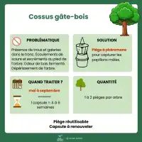 Phéromone contre le cossus gâte-bois - 2 capsules, 3 mois de protection