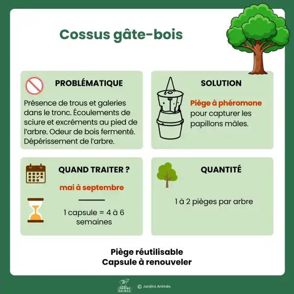 presentation piege pheromone cossus gate bois