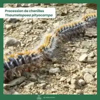 Phéromone contre la chenille processionnaire du pin - 6 mois (1 capsule longue durée)