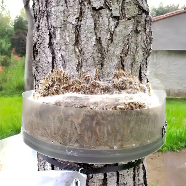 procession dans collier ecopiege