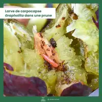 Piège collant avec phéromones contre le ver de la prune x2 - Plaques engluées, diffusion 2 mois