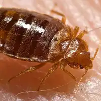 Traitement punaises de lit