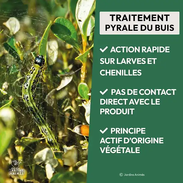 pyrale buis traitement pyrale buis traitement