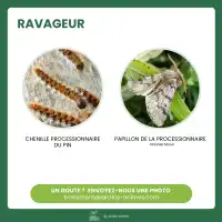 Phéromone contre la chenille processionnaire du pin - 6 mois (1 capsule longue durée)