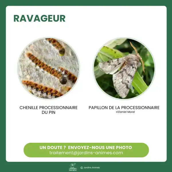 reconnaitre chenille processionnaire pin