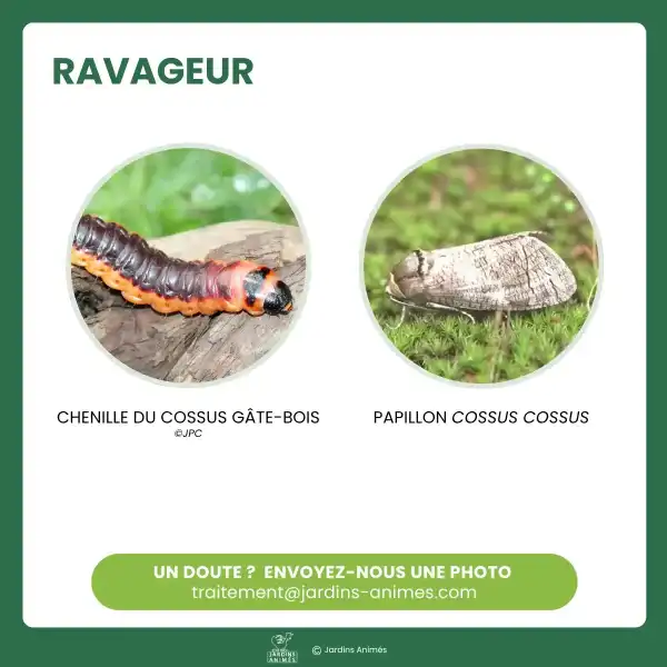 reconnaitre cossus gate bois