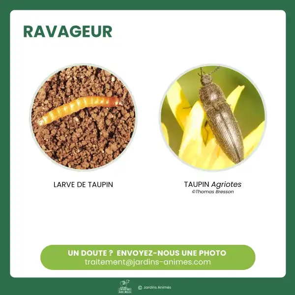 reconnaitre larve taupins