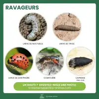Nématodes Sc anti Vers gris, Courtilières, Doryphores, Tipules, Capnodes