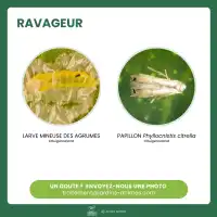 Phéromone contre la mineuse des agrumes - 2 capsules, 3 mois de protection