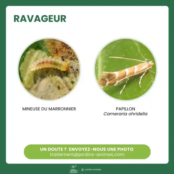 reconnaitre mineuse marronnier