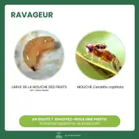 Phéromone contre la mouche méditerranéenne des fruits, Cératite - 2 capsules, 3 mois de protection