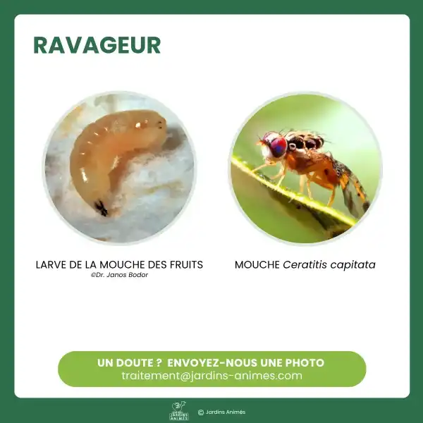 reconnaitre mouche des fruits