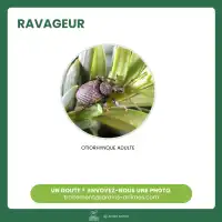 Piège otiorhynque adulte à base de nématodes - Pour 4 à 10m2, traitement 6 semaines