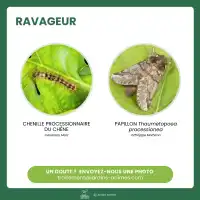 Phéromone contre la chenille processionnaire du chêne - 2 capsules, 3 mois de protection