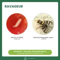 Attractif contre la mouche de la cerise - 2 capsules, 2 mois de protection