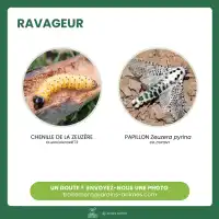 Phéromone contre la zeuzère du poirier ou pommier - 2 capsules, 3 mois de protection