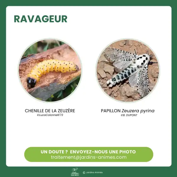 reconnaitre zeuzere poirier