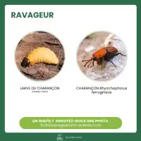 Nématodes contre le charançon rouge du palmier, NemaPalmier