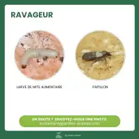 Trichogrammes, Anti mites alimentaires - 1 boite (4 semaines)