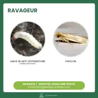 Trichogrammes, Anti mites des vêtements - 1 boite (4 semaines)