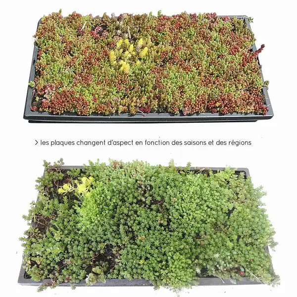 sedum tapissant jardin
