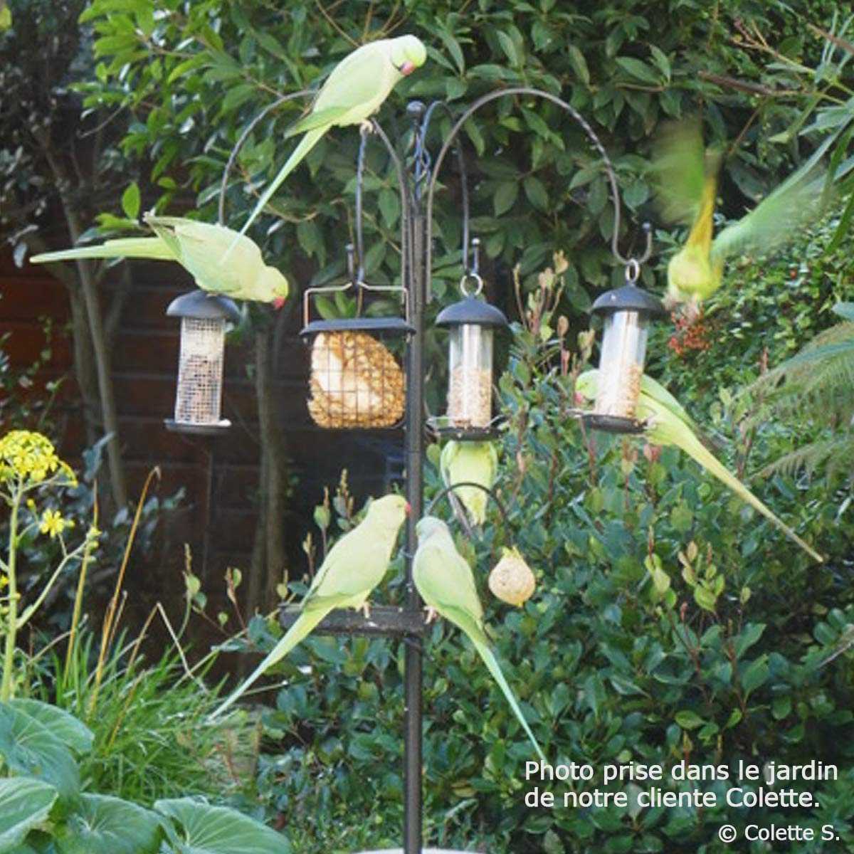 Kingfisher natures marché Oiseaux Sauvages Cacahuète Mangeoire Jardin suspendu rouge 