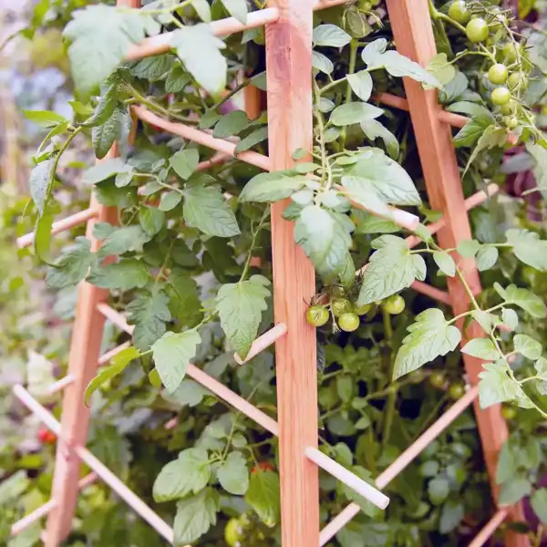 support bois pin pour plante tomate