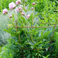 Support à pivoines en fer brut - Haut. 80cm