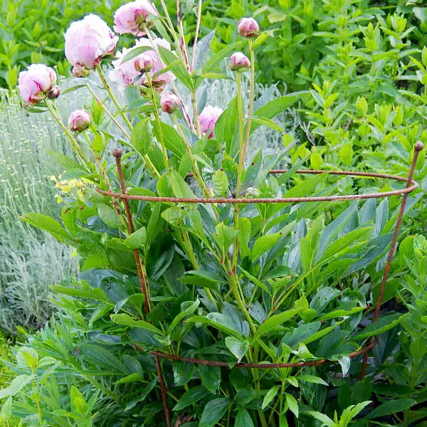 support pivoine client