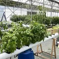 Formation en ligne - L'hydroponie chez soi