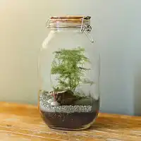 Terrarium à assembler - Plante sous verre DIY