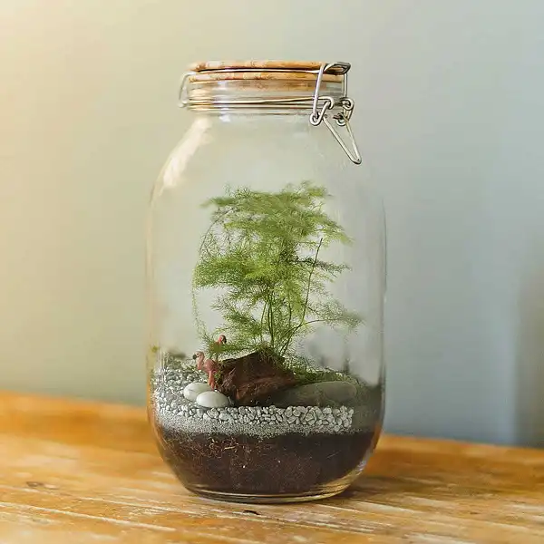 terrarium plante