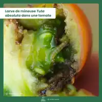 Piège collant avec phéromones contre la mineuse de la tomate x2 - Plaques engluées, diffusion 2 mois