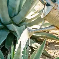 Nématodes Sc contre le charançon de l'agave - 25 millions (3 plantes)