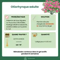 Piège otiorhynque adulte à base de nématodes - Pour 4 à 10m2, traitement 6 semaines
