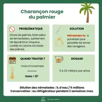 Nématodes contre le charançon rouge du palmier, NemaPalmier