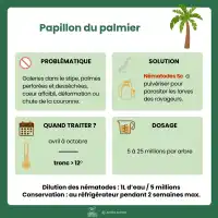 NemaPalmier 25 millions pour 1 à 3 palmiers