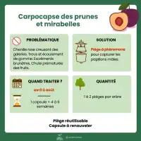 Phéromone carpocapse des prunes - 3 mois (2 capsules)
